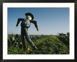 A smiling scarecrow stands guard over pumpkin fields