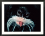 A captive emperor tamarin sticks its tongue out