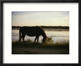Chincoteague pony feeding on marsh grass