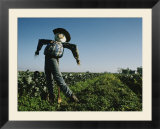 A smiling scarecrow stands guard over pumpkin fields