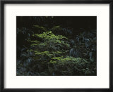 Ferns growing in the Olympic Peninsulas temperate rain forest
