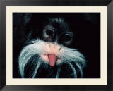 A captive emperor tamarin sticks its tongue out