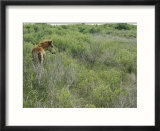 Chincoteague pony in the brush