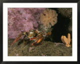 An American or northern lobster near sponges and anemones