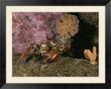 An American or northern lobster near sponges and anemones