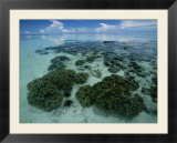 Coral reef at low tide off of Kapalai Island