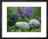A speckled thick-billed murres egg nestled among purple wildflowers