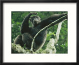 A male chimpanzee dubbed Cole lounges in the branches of a tree