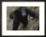 An angry adult male chimpanzee (Pan troglodytes)