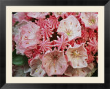 Close view of blossoming mountain laurel