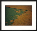 Aerial view of workers in a marigold field