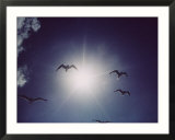 Gulls silhouetted against the sun