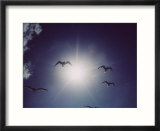 Gulls silhouetted against the sun