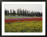 Cultivating wildflowers on a kibbutz in springtime