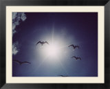 Gulls silhouetted against the sun