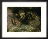An American lobster in an aggressive stance