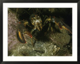 An American lobster in an aggressive stance