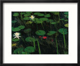 A Cuban crocodile lurks almost concealed among water lily pads and blossoms