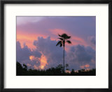 A palm tree silhouetted against a colorful Cuban sunset