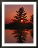 Sunset silhouettes a tree near Ridgedale