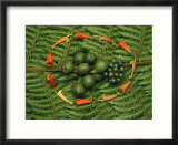 Tropical seeds and flowers from the cloud forest which are eaten by resplendent quetzal birds