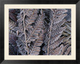 Close-up of frosted leaf fronds