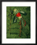 Tropical seeds and flowers from the cloud forest which are eaten by resplendent quetzal birds