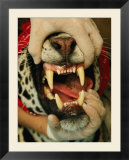 A researcher opens the mouth of a tranquilized jaguar