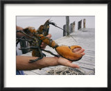 A lobster intended to go into a research pond