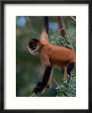 Young Spider Monkey Hanging from Tree in the Curu Biological Reserve  San Jose  Costa Rica