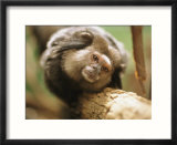 A black tufted-ear marmoset clings to a tree branch