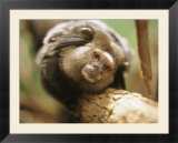 A black tufted-ear marmoset clings to a tree branch