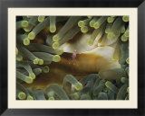 A cleaner shrimp hides amid the tentacles of a sea anemone