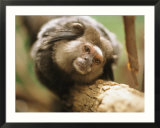 A black tufted-ear marmoset clings to a tree branch