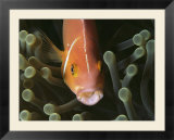 A pink anemonefish seeks shelter among the tentacles of a sea anemone
