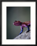 Agama Lizard (Agama Agama)  Serengeti National Park  Arusha  Tanzania