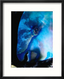 Head Of Sleeping Parrotfish  Fiji