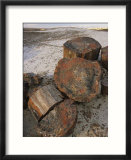 Close view of petrified wood on the Crystal Forest Loop Trail