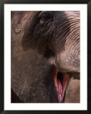 African Elephant