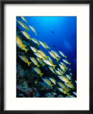 School of Blue Stripe Snappers (Lutjanus Kasmira) at Reef  Palau  Palau