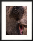 African Elephant