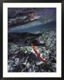Barracuda  Tube Lure