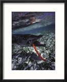 Barracuda  Tube Lure