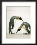 A Pair of King Penguins in a Courtship Bow