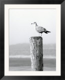 White Seagull on Post  Cape Cod