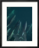 A Pod of Bottlenose Dolphins Bow-Riding