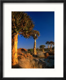 Quiver trees  Namaqualand  South Africa