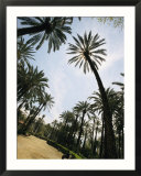 Man Sitting on a Bench along a Palm Tree-Lined Path