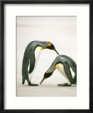 The Courtship of Two King Penguins on the Ice Coast of Antarctica