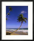 Tropics  Palm & Ocean